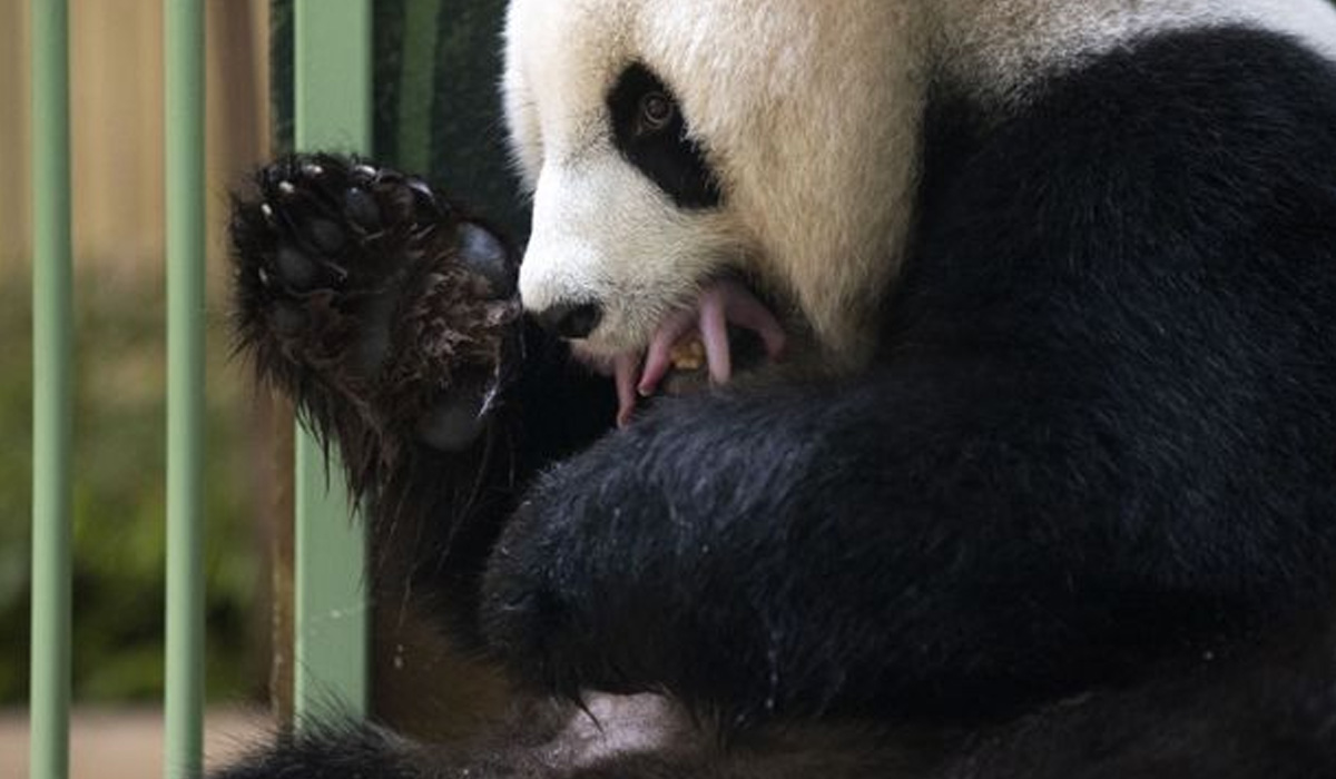 Two baby pandas born at France's Beauval zoo
